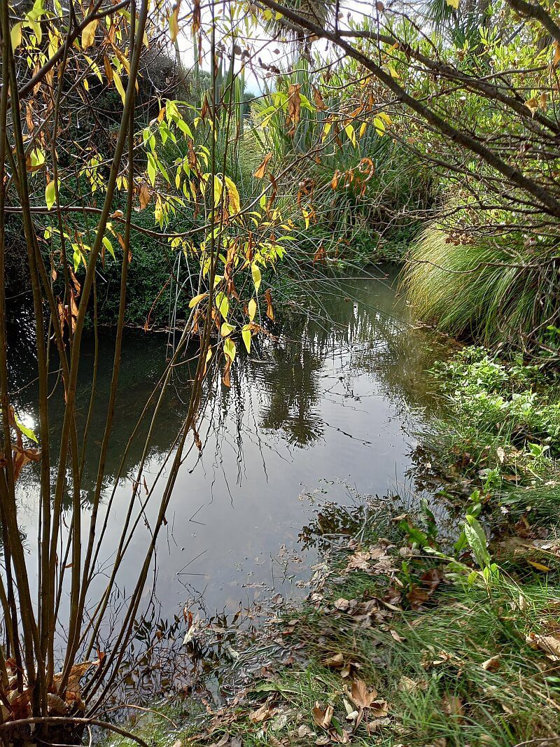 Steam Wharf Stream