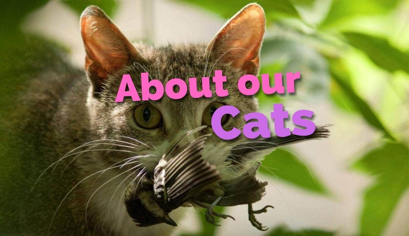 About our cats