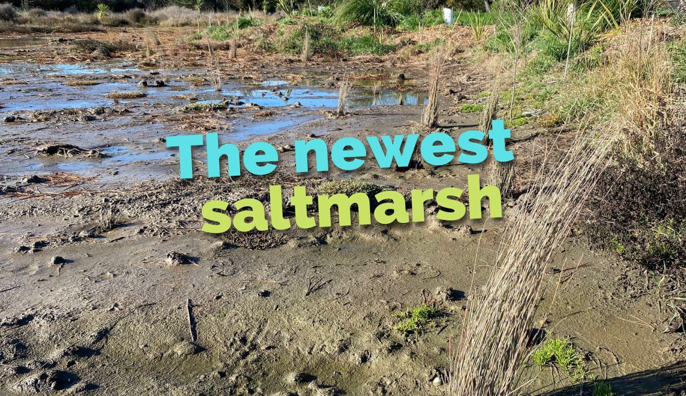 The newest saltmarsh