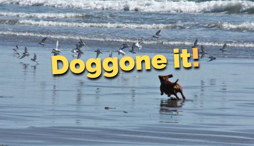 Doggoneit (880 × 509 Px)