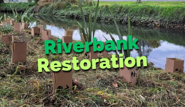 Riverbank restoration