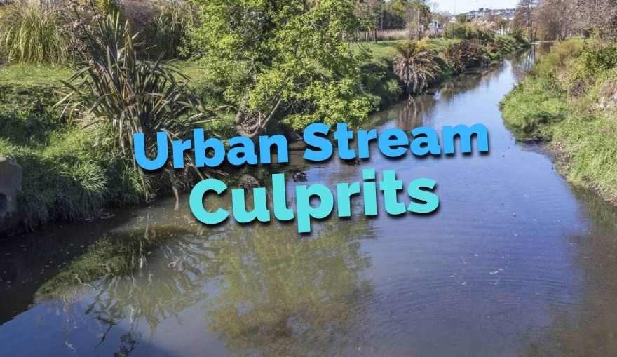 Urban Stream Culprits