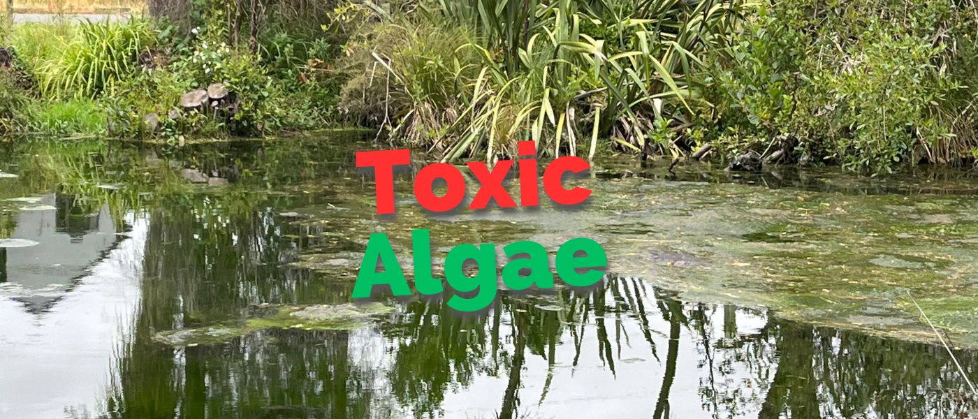 Toxic Algae