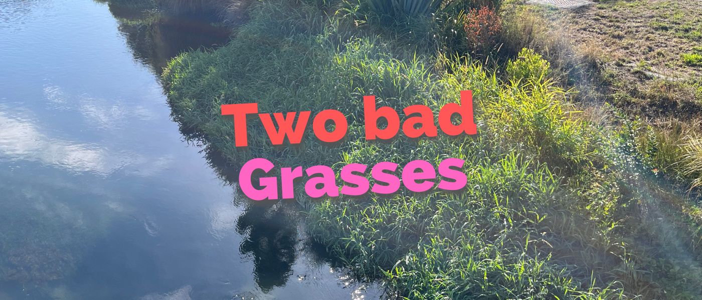 Two Bad Grasses