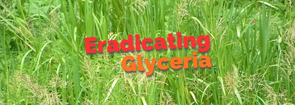 Eradicating glyceria (2)