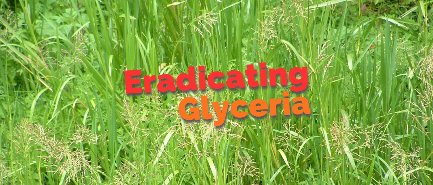 Eradicating glyceria (2)