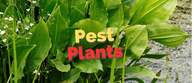Pest Plants