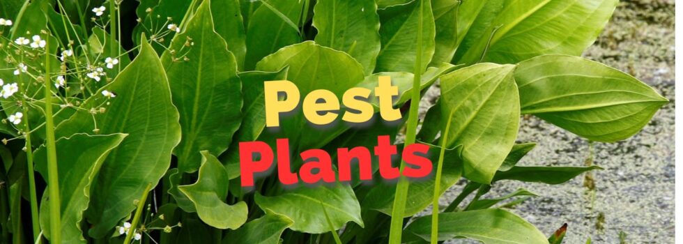 Pest Plants
